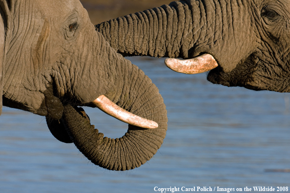 African Elephants in habitat