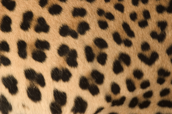 Close-up of leopard spots