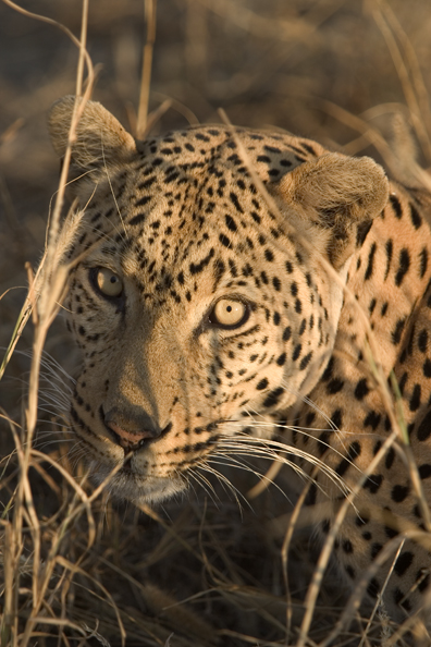 Leopard (portrait). Africa