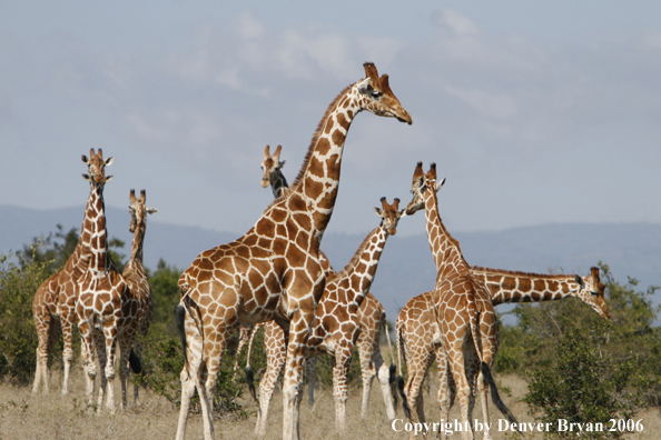 African Reticulated Giraffes