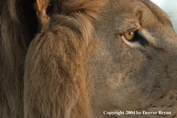 Male African lion in habitat (closeup). Africa