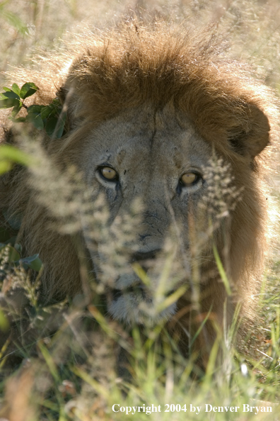 Male African lion in the bush.