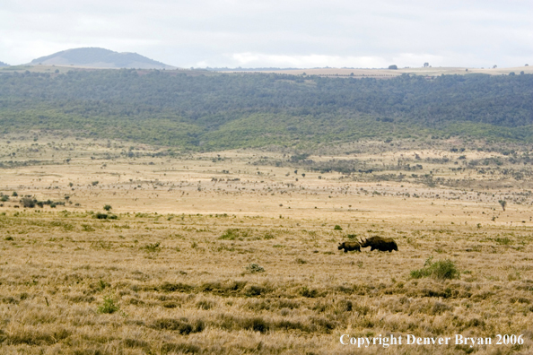 Black rhino in Africa.