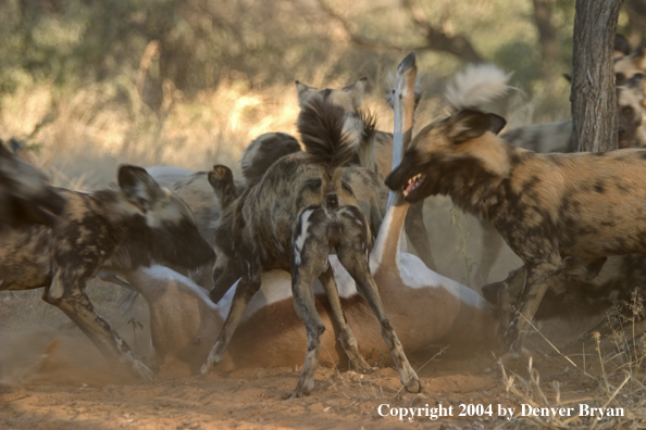 Pack of African Wild Dogs feeding on kill.