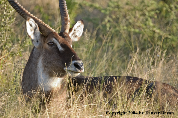 Common Waterbuck bedded down.