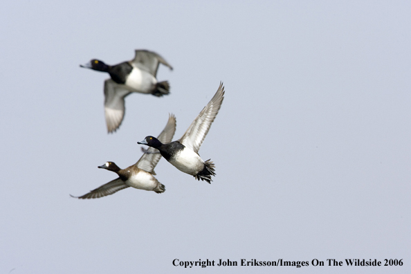 Greater scaup ducks in habitat.