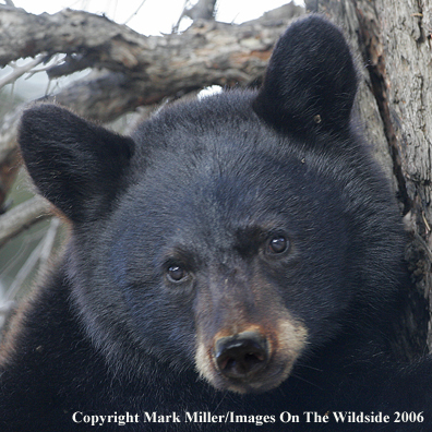 Black bear cub in habitat.