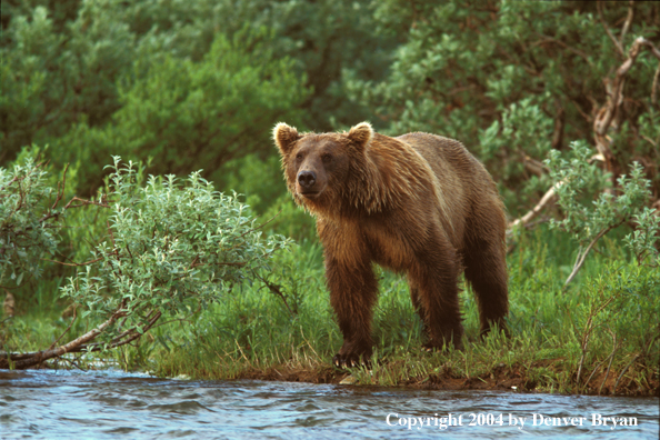 Brown Bear by river