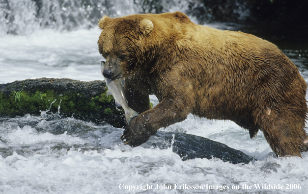 Brown bear in habitat. 