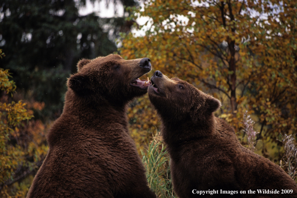 Brown Bear in habitat