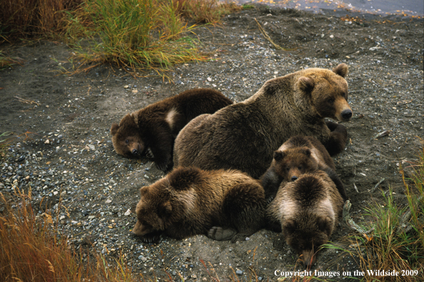 Brown Bear in habitat with cubs