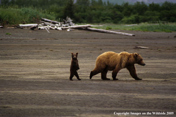 Brown Bear in habitat with cub