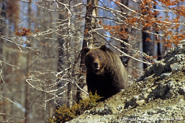 Grizzly bear in habitat