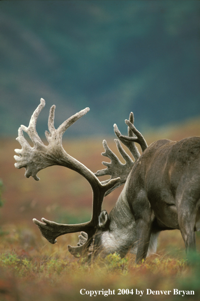 Caribou bull grazing.