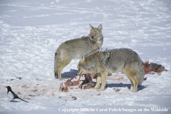 Coyotes feeding on dead carcass.