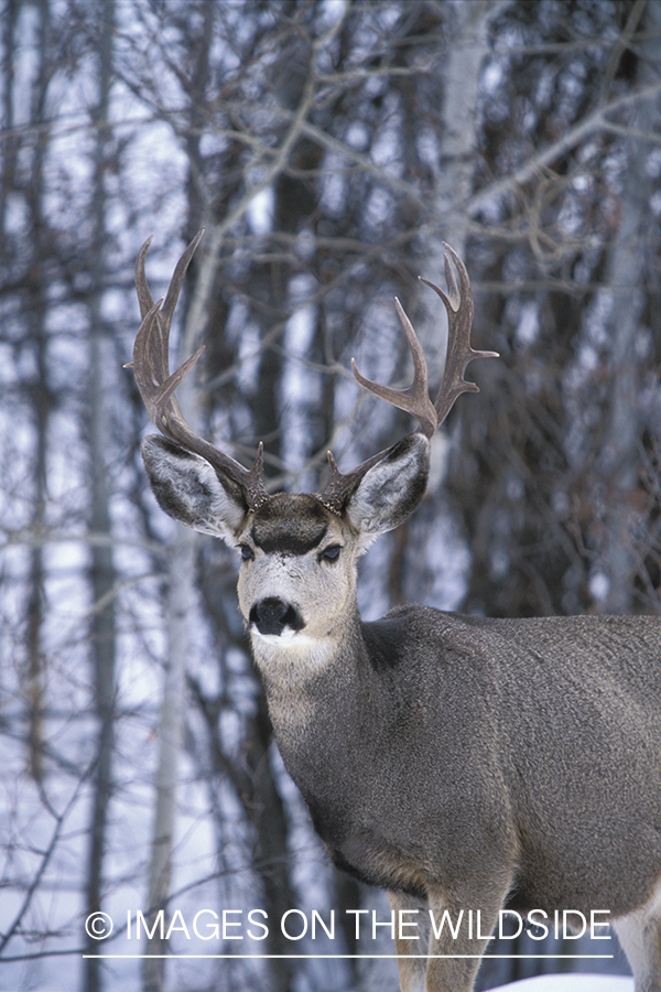 Mule deer in winter.