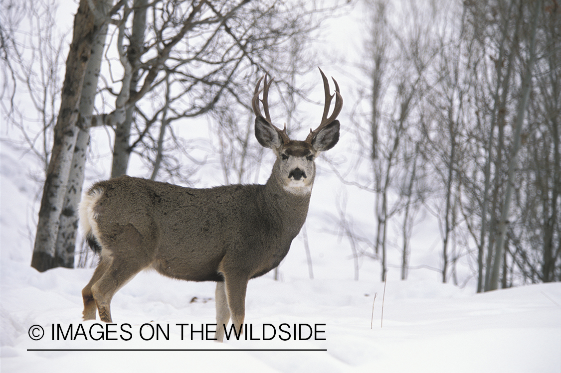 Mule deer in winter.