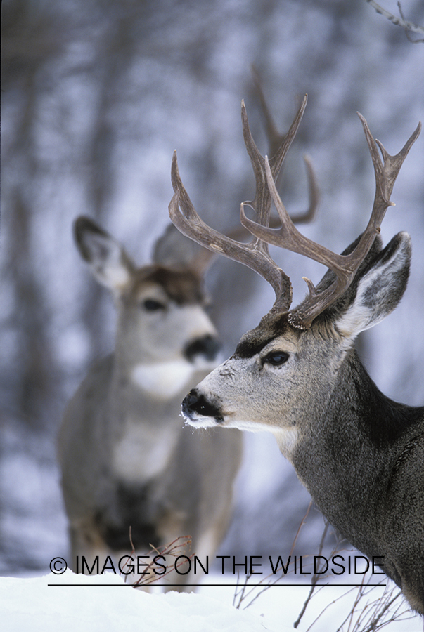 Mule deer bucks in winter.