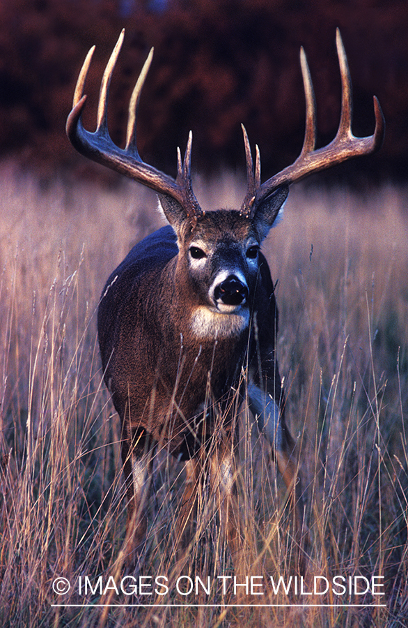 Whitetailed deer in habitat.