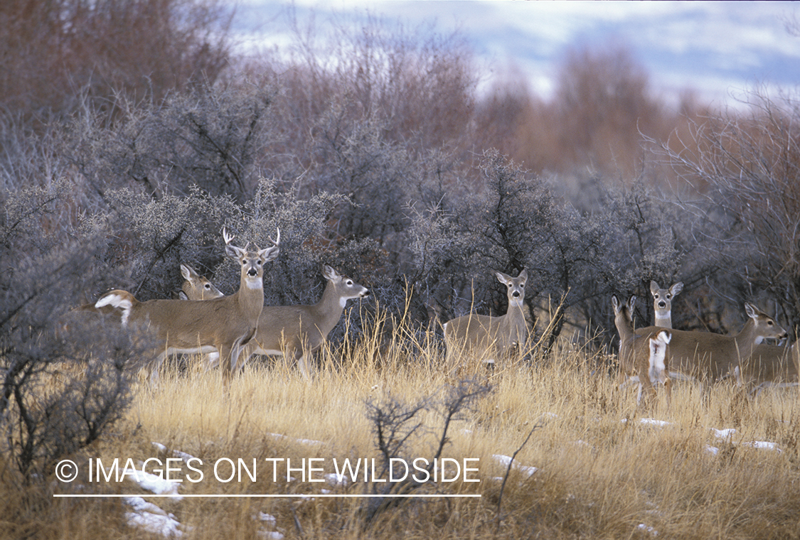 Group of Whitetailed deer in habitat.