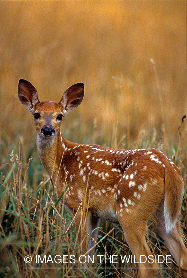 Whitetail Fawn