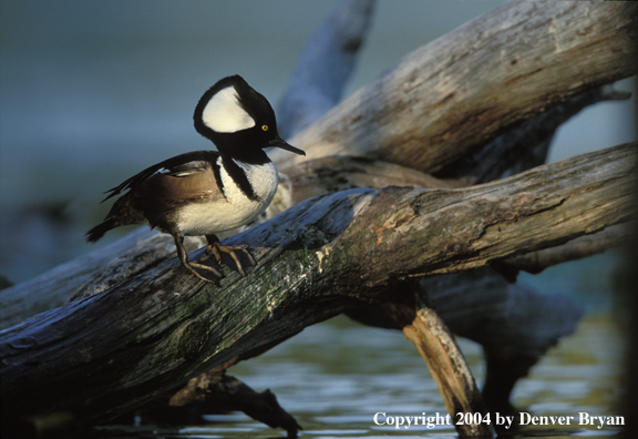 Hooded Merganser drake standing on log