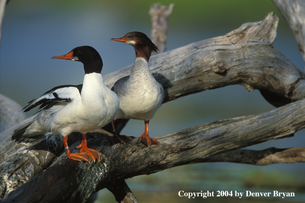 Common Merganser drake and hen