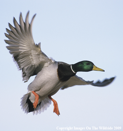 Mallard drake in flight.