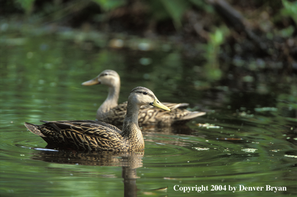 Mottled ducks on water