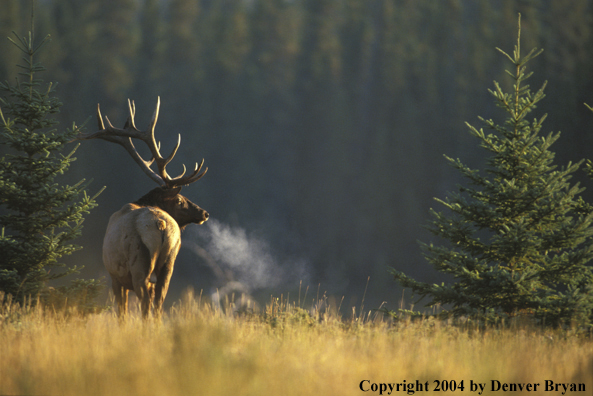 Bull elk in habitat.