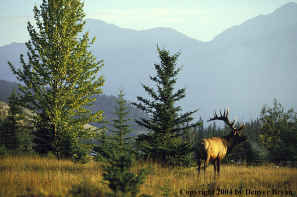 Bull elk in habitat.