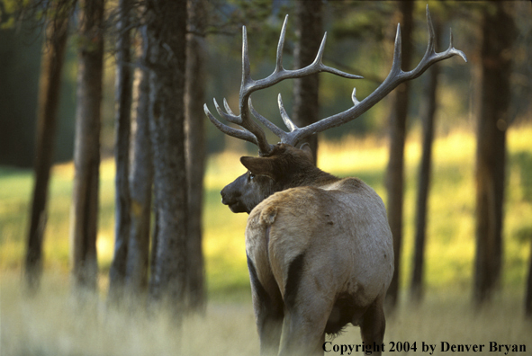 Bull elk in habitat.