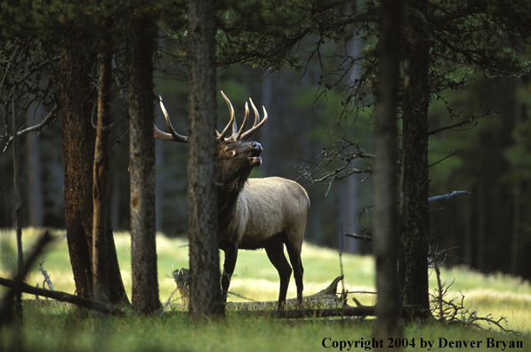 Bull elk bugling