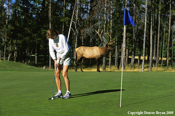 Golfer with Elk on Golf Green