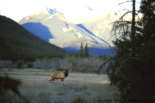 Bull elk in habitat.