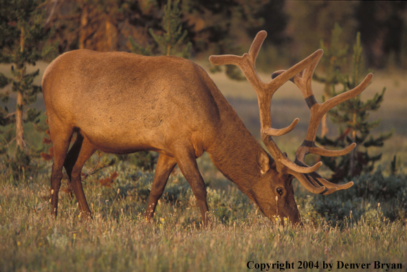 Bull elk in velvet