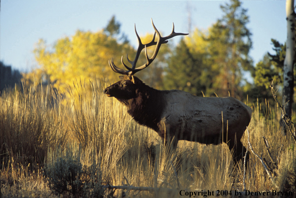 Bull elk in habitat.