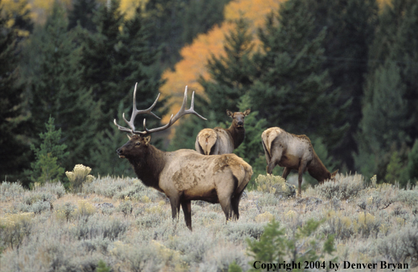 Bull elk with cows in habitat.