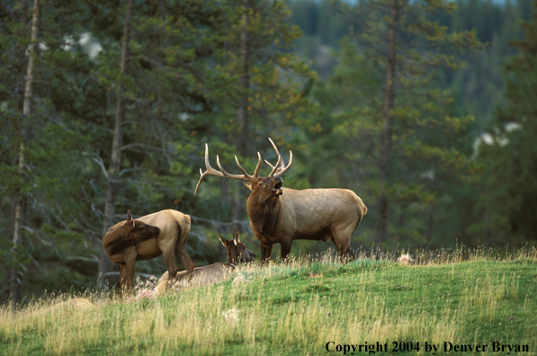 Bull elk bugling (cows in background).