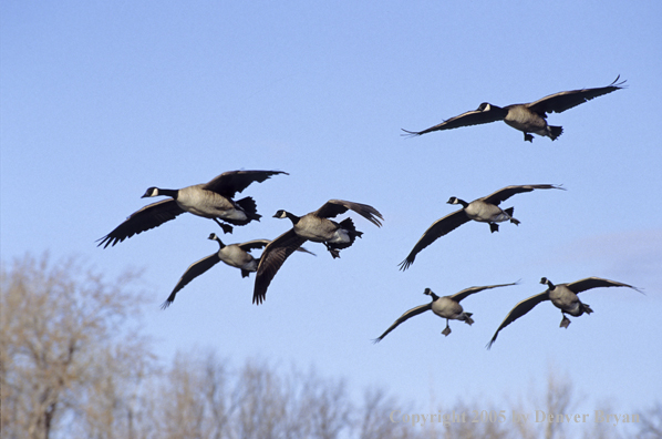 Flock of Canada goose in flight.