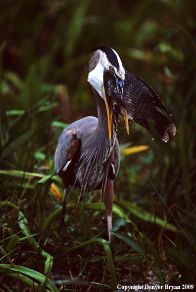 Great Blue Heron with Fish