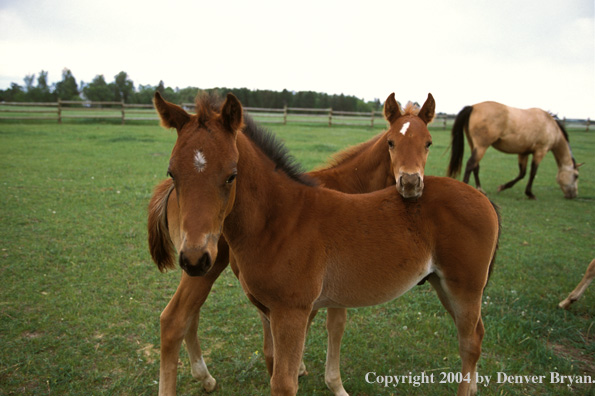 Quarter horse foals.