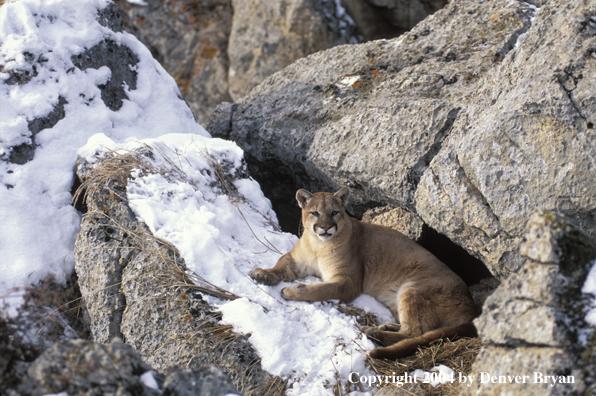 Mountain lion in habitat