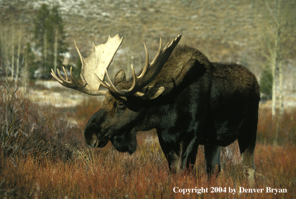 Bull moose in habitat.