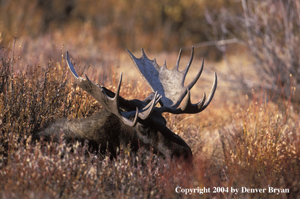 Bull moose bedded down.