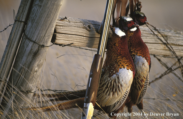 Ring-necked pheasants and shotgun.