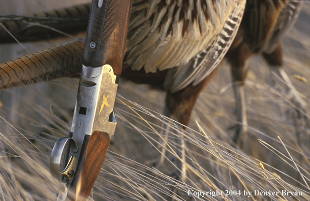 Ring-necked pheasants and shotgun.