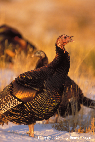 Flock of Merriam turkeys in winter.