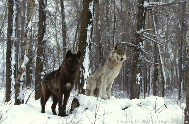 Gray wolves in habitat.