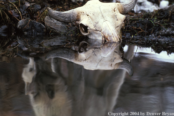Gray wolf's reflection.
